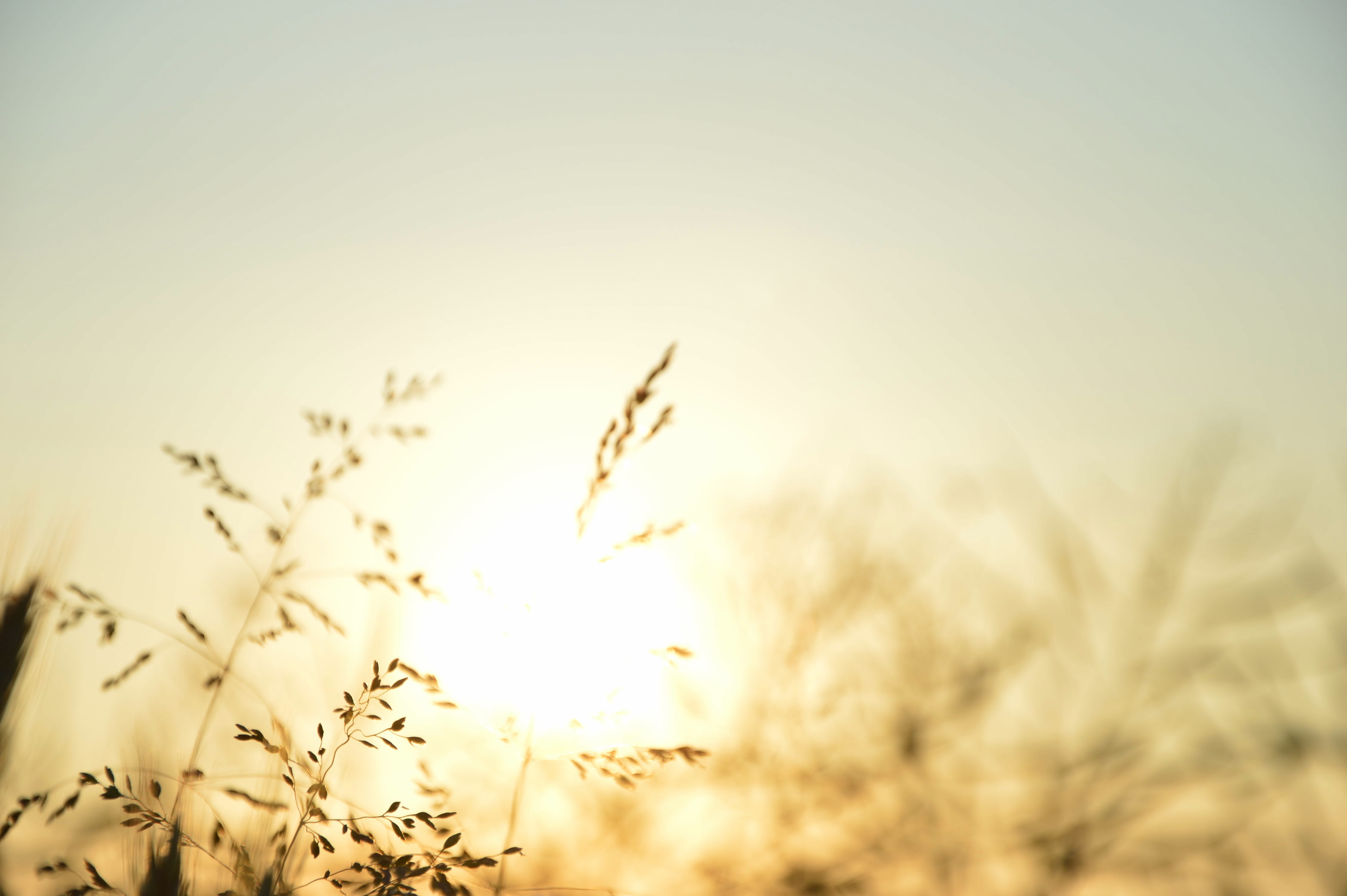 mood_gras_feingedacht